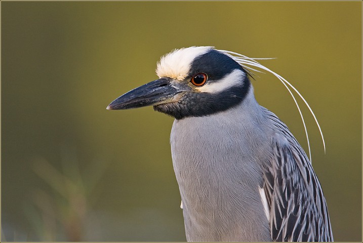 Nachtreiher Nycticorax nycticorax Night Heron